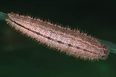 A. hyperantus